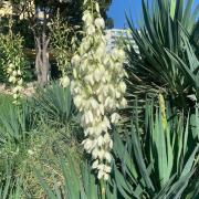 Yucca palmu